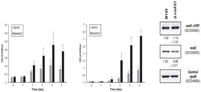 Streptomyces RNases – Function and impact on antibiotic synthesis